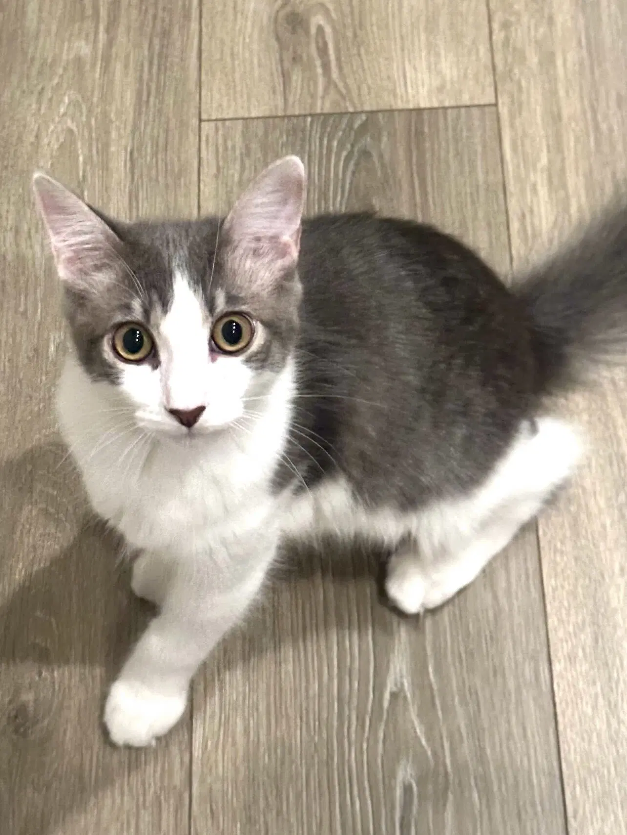 Kris - Domestic Short Hair