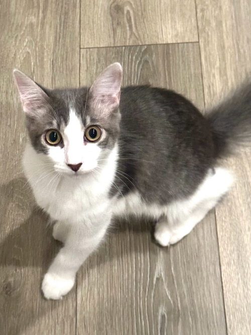 Kris, a cat for adoption from Act 2 Rescue