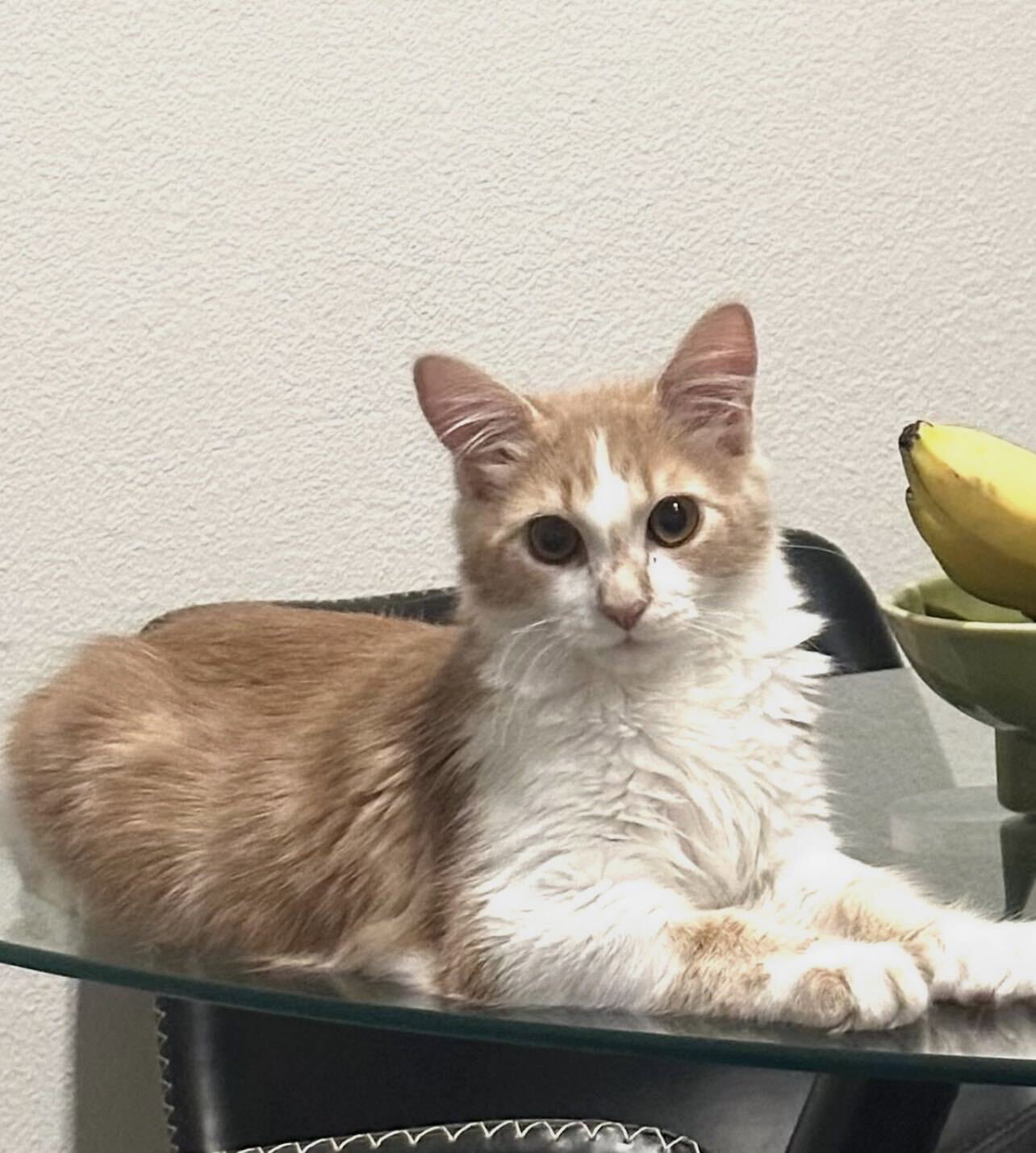 Blizzard, Domestic Medium Hair