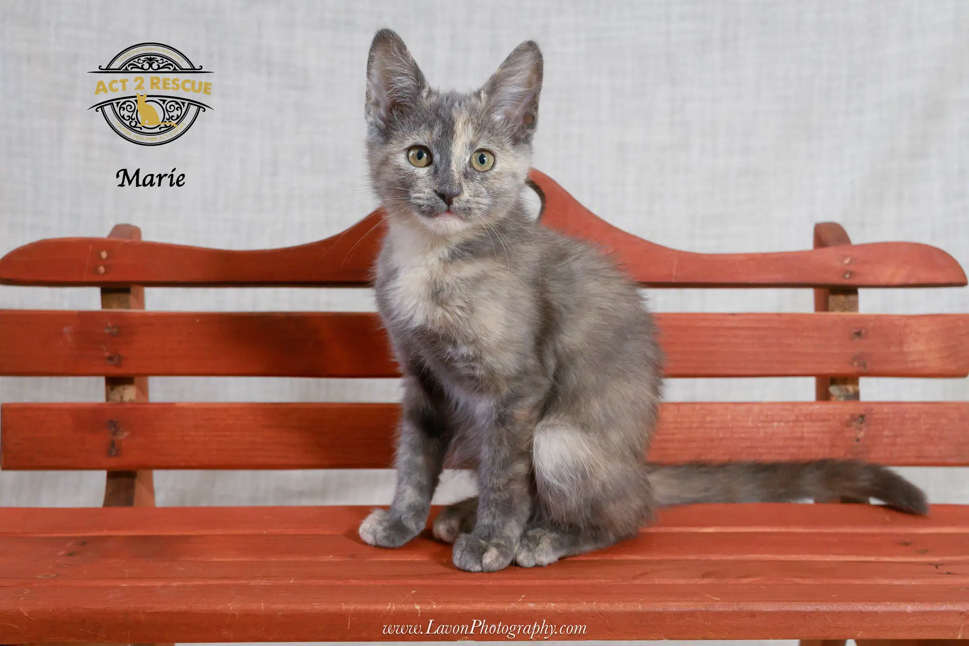 Marie - Tortoiseshell