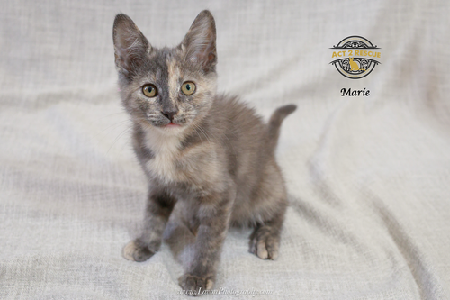 picture of the cat needing adoption