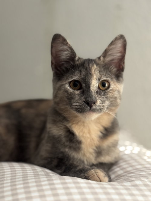 Marie 2, Tortoiseshell / Domestic Short Hair / Mixed (short coat)