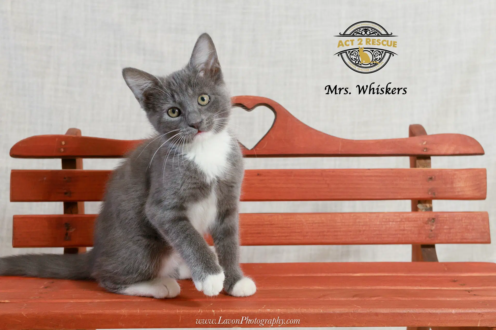 Mrs Whiskers - Domestic Short Hair