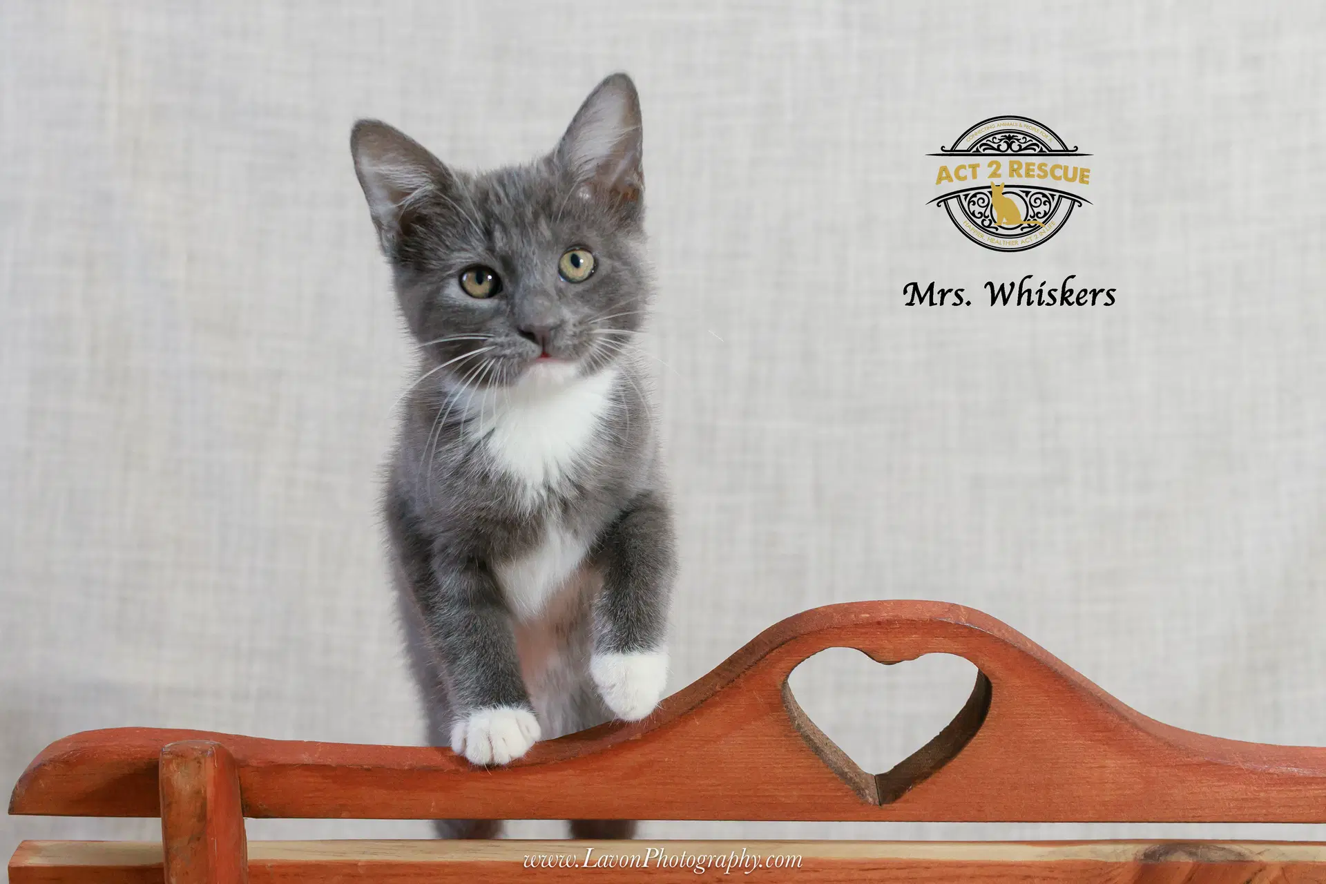 Mrs Whiskers image 2