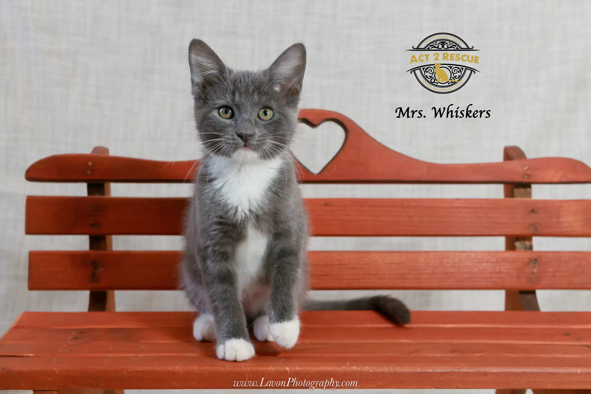 Mrs Whiskers image 3