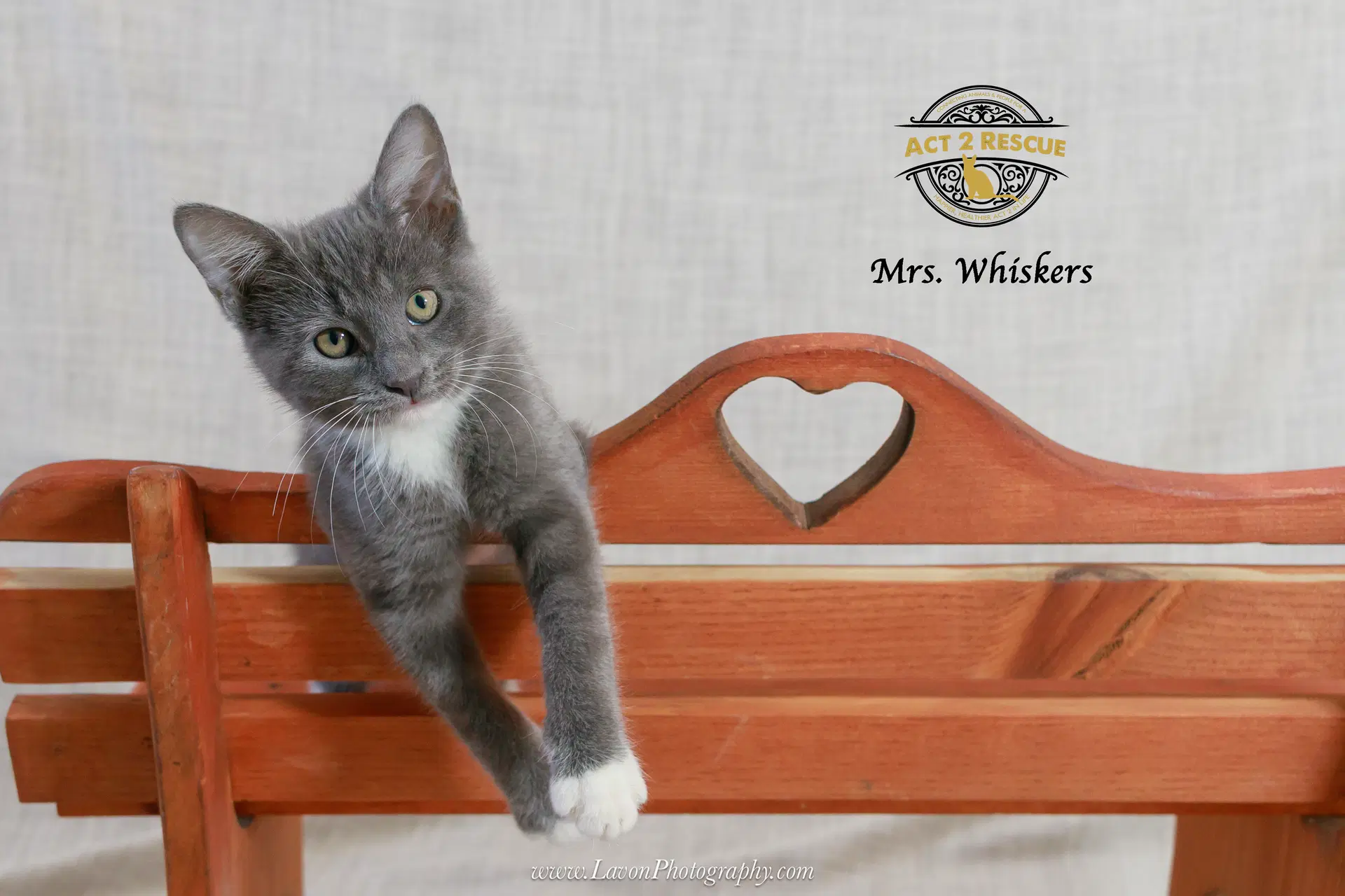 Mrs Whiskers image 4