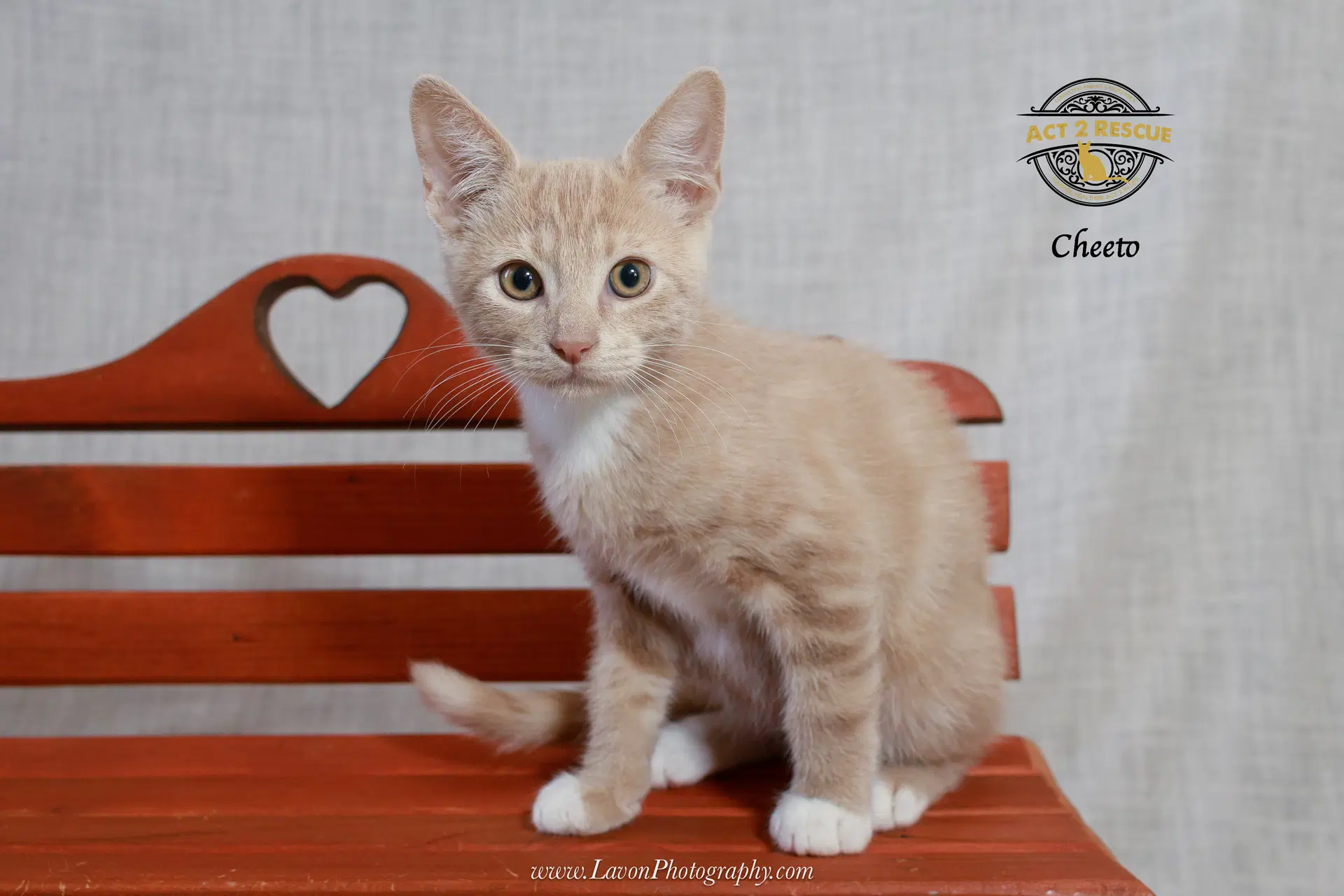 Cheeto - Domestic Short Hair
