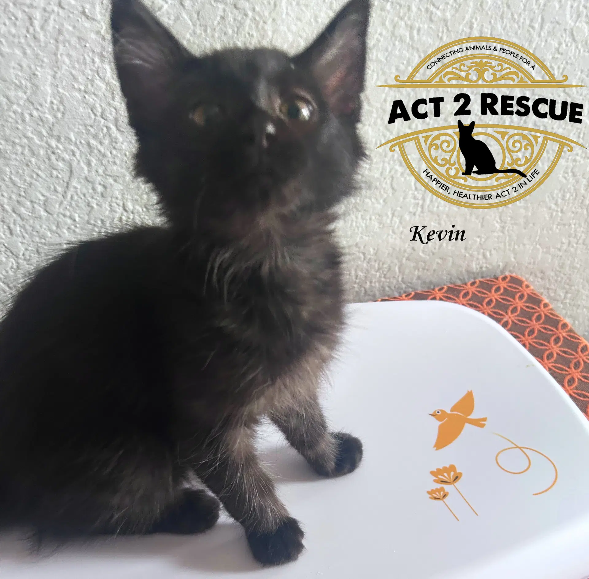 Kevin - Domestic Short Hair