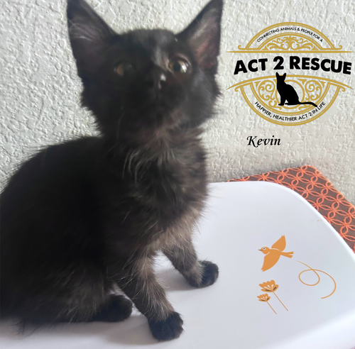picture of the cat needing adoption