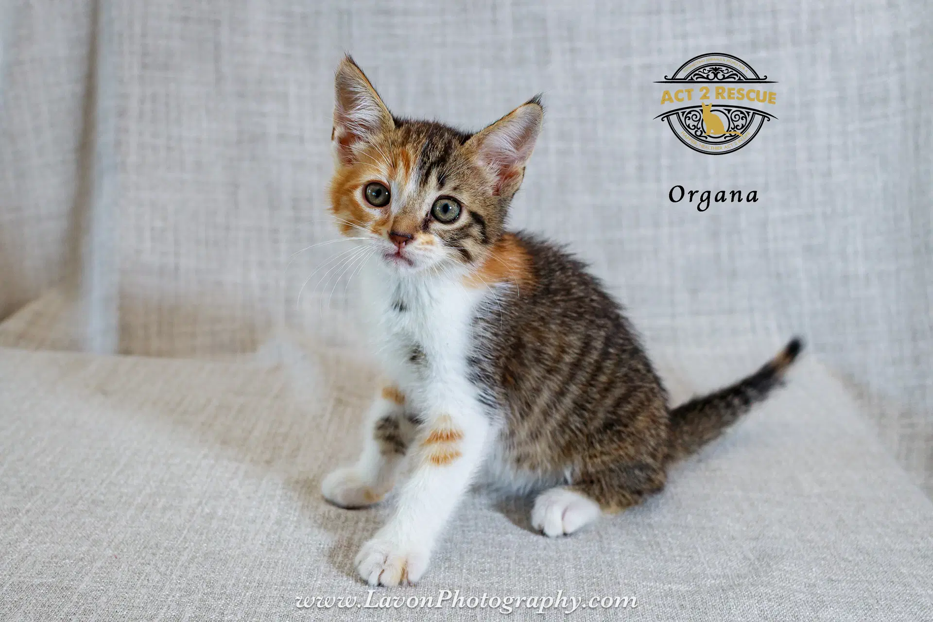 Organa - Domestic Short Hair