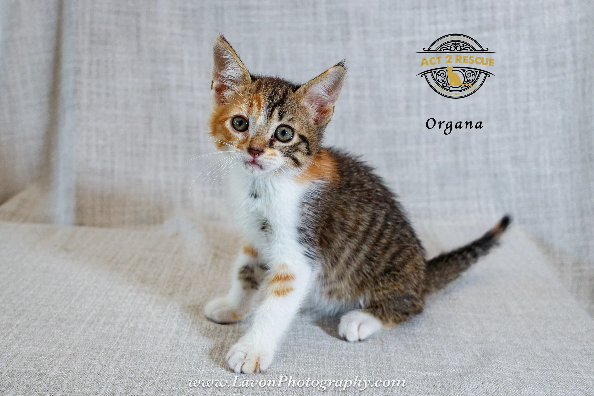 Organa