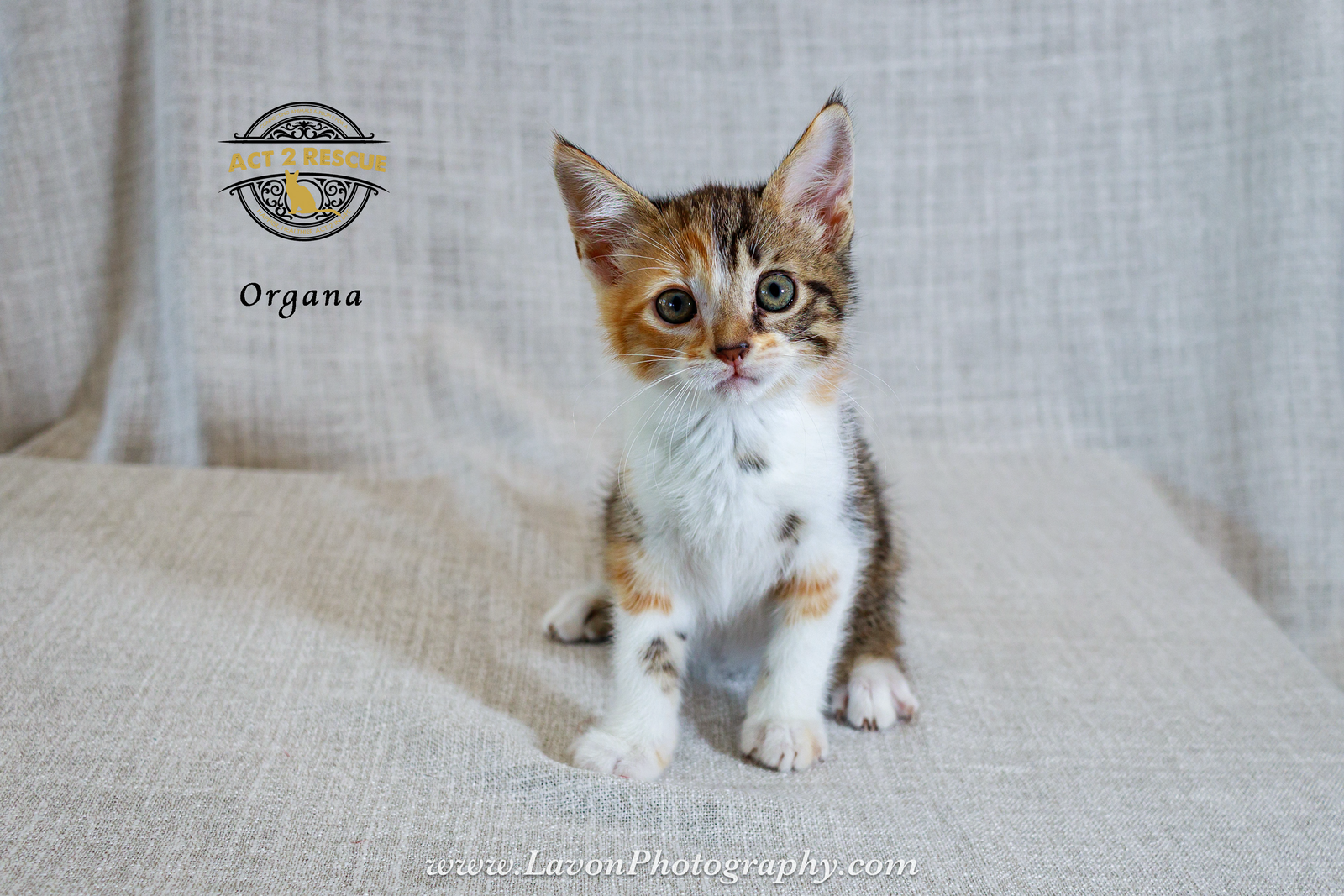 Organa, photo 4