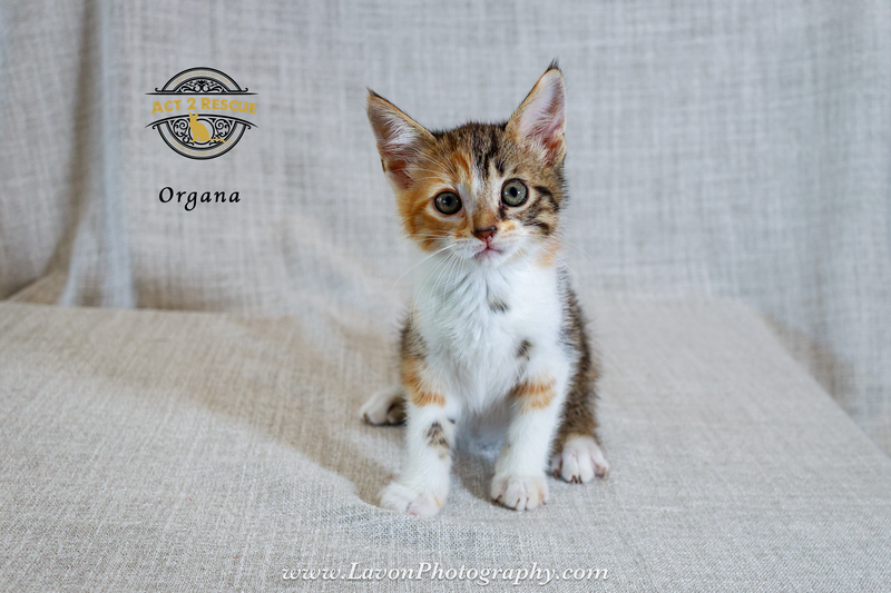 Organa, photo 4
