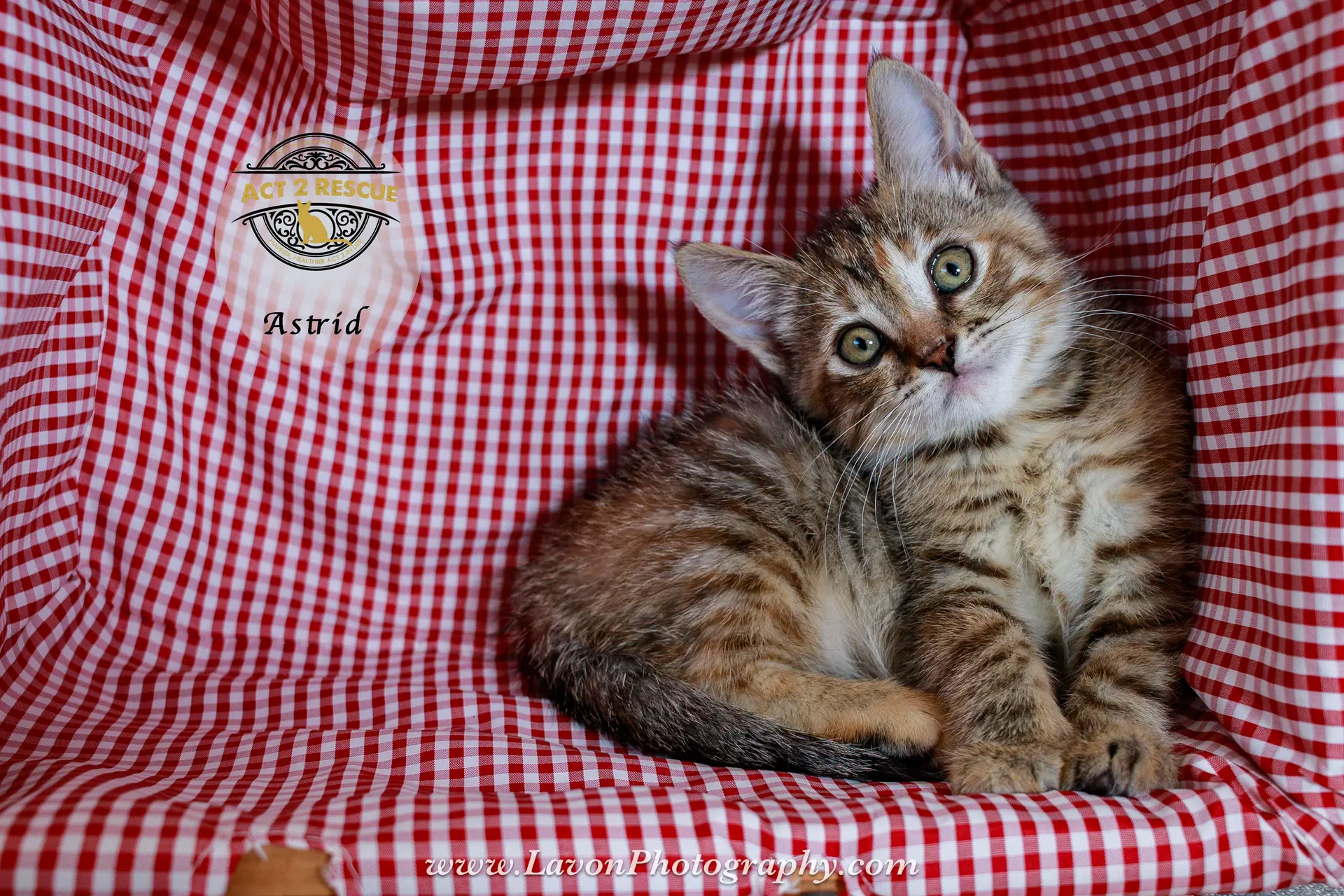 Astrid - Torbie