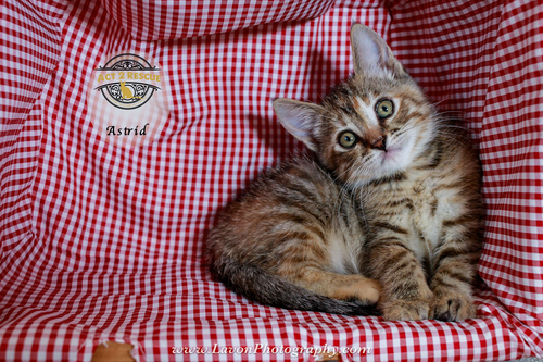 Astrid, a cat for adoption from Act 2 Rescue
