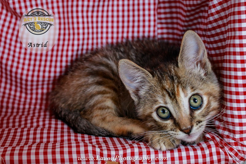 Astrid, photo 4