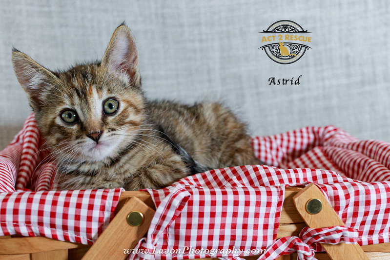 Astrid, photo 5