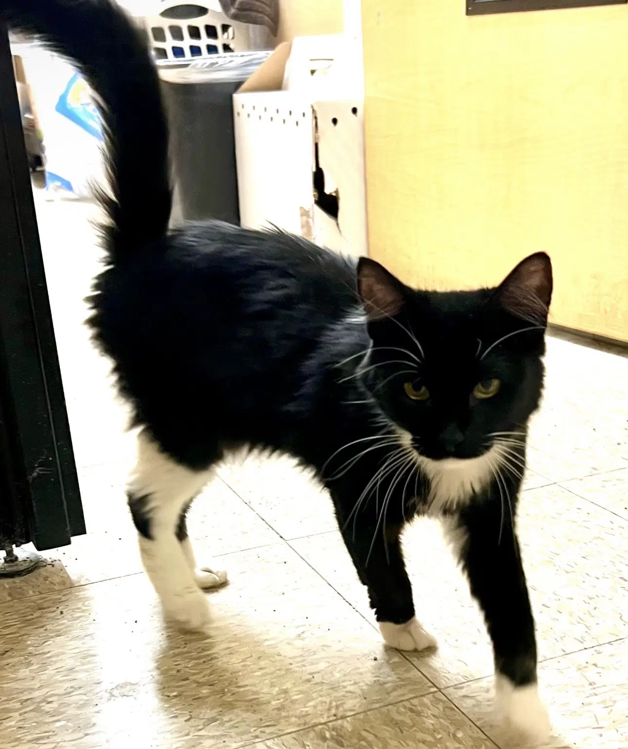 Cleo - Domestic Short Hair
