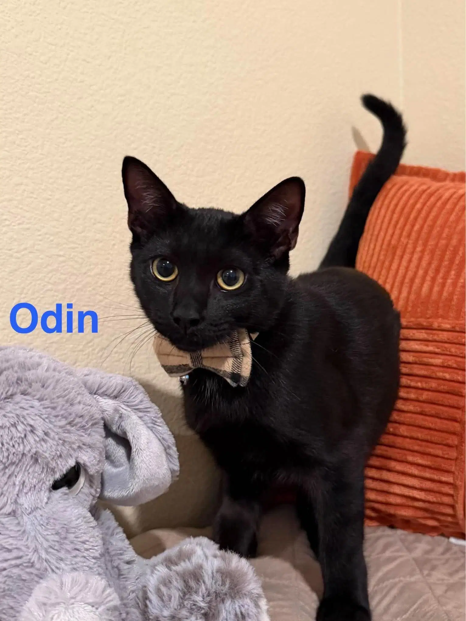 Odin - Domestic Short Hair