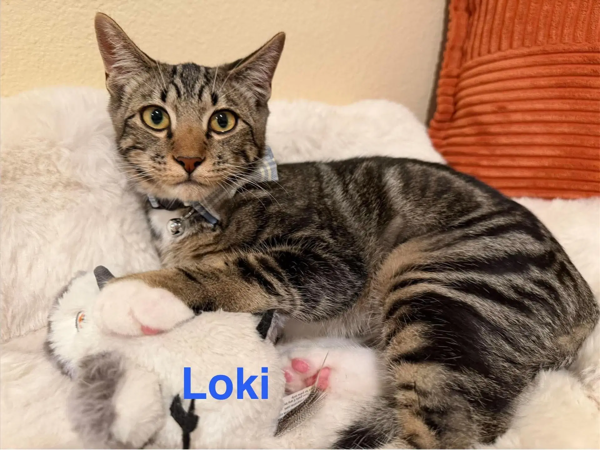 Loki - Domestic Short Hair