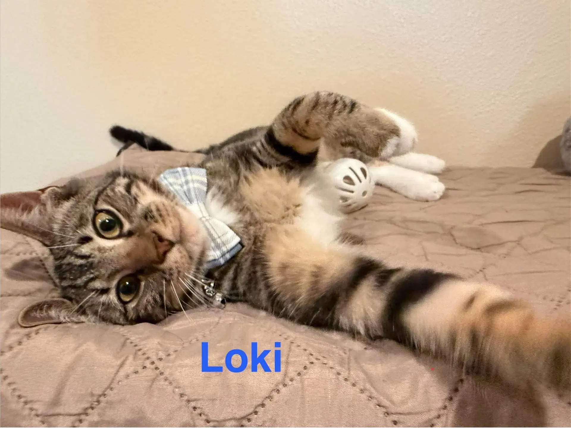 Loki image 3