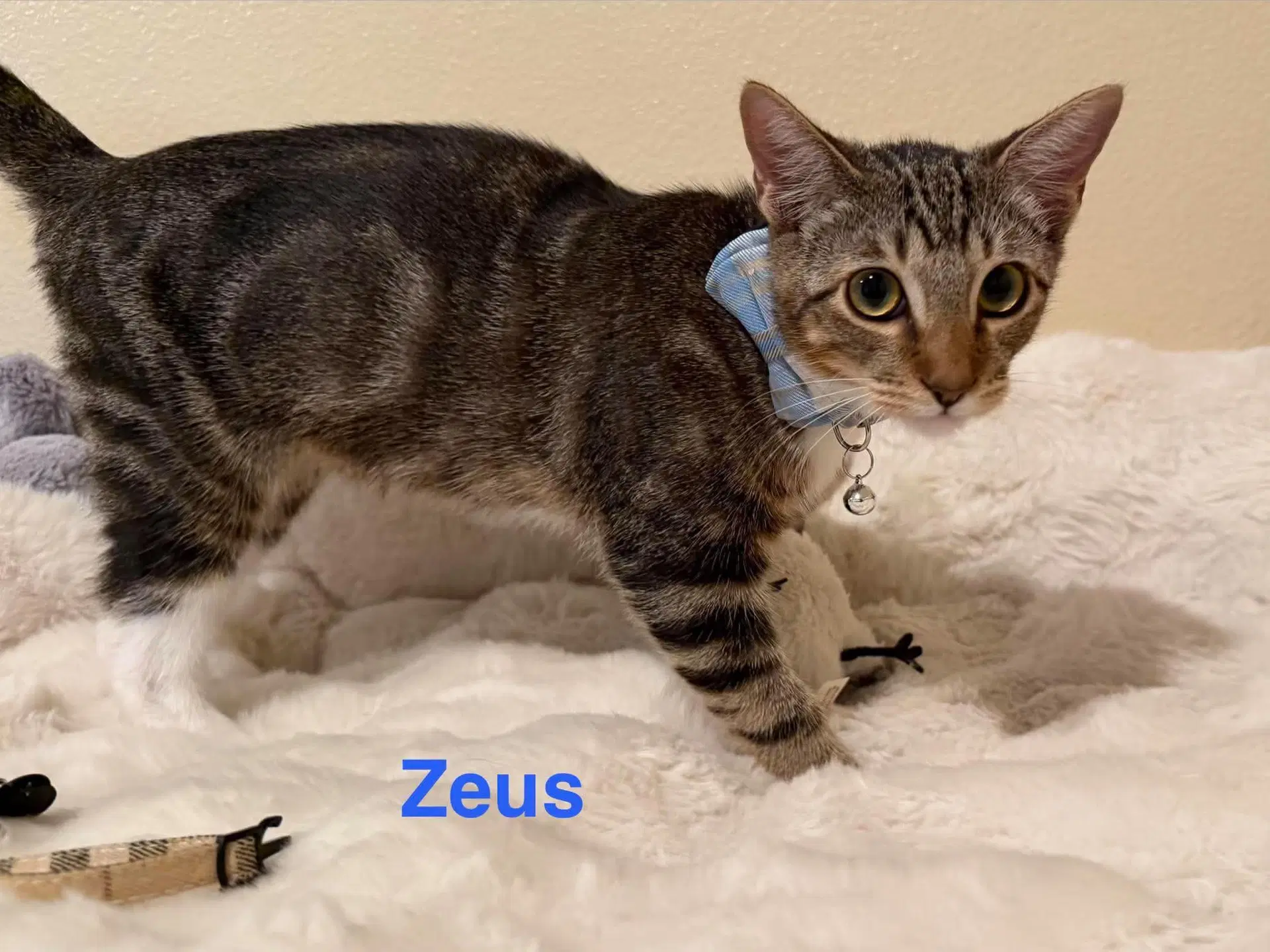 Zeus - Domestic Short Hair