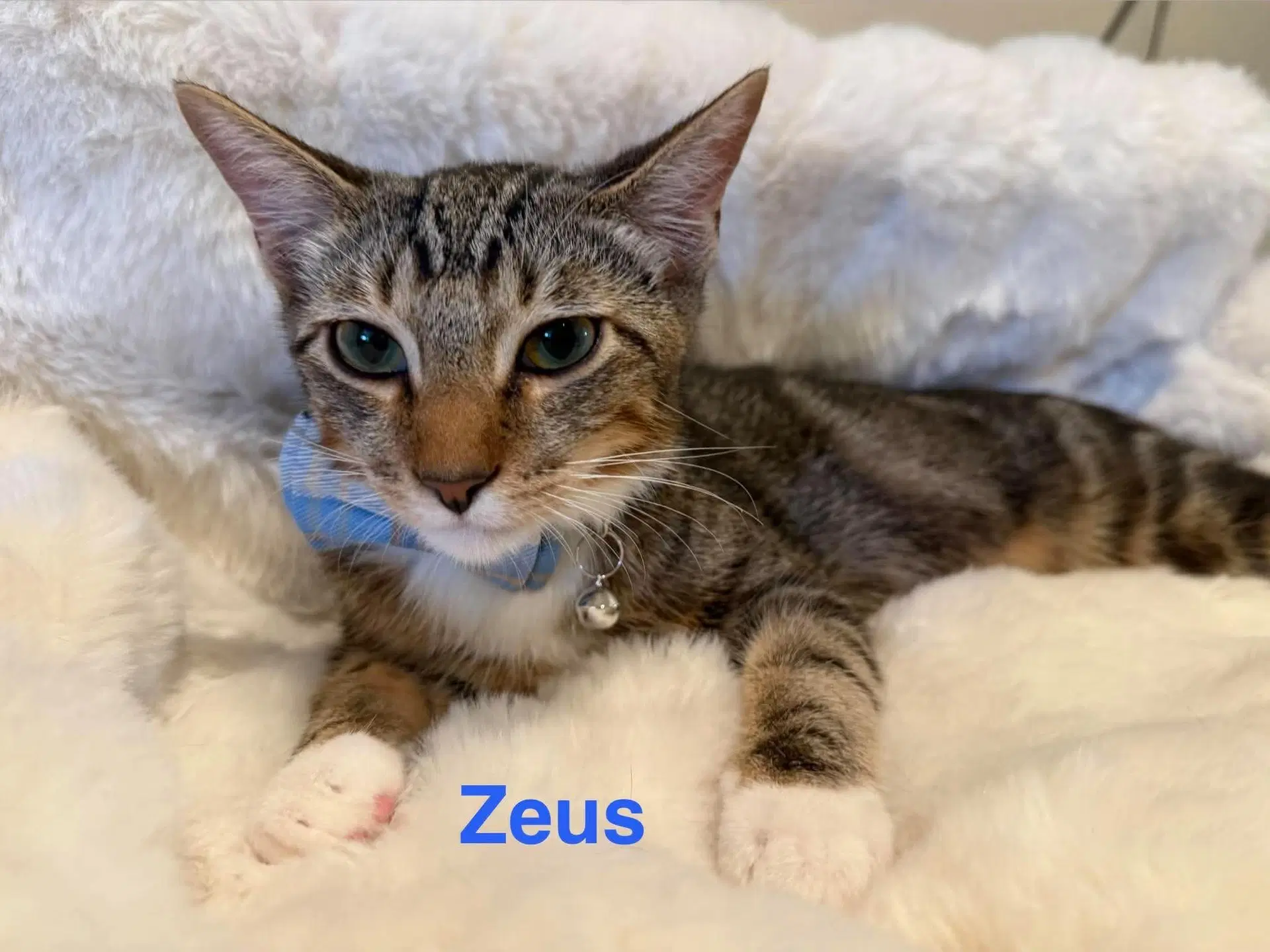 Zeus image 2