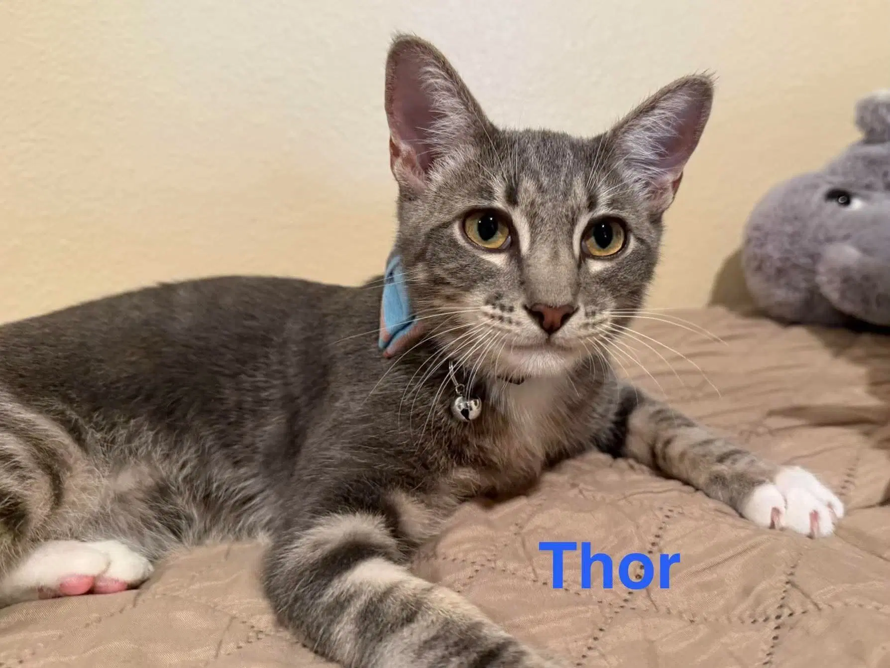 Thor - Domestic Short Hair