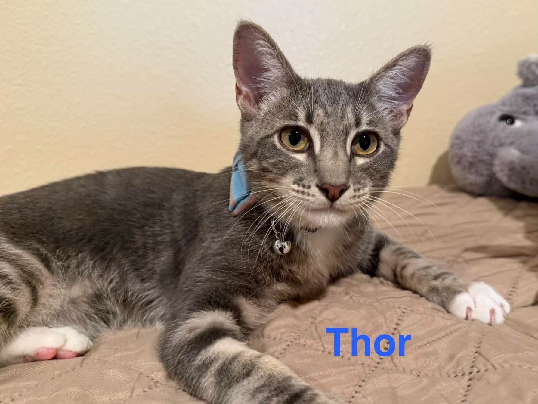 Thor