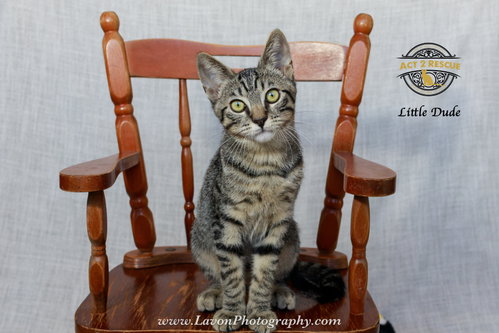Little Dude 2, a cat for adoption from Act 2 Rescue