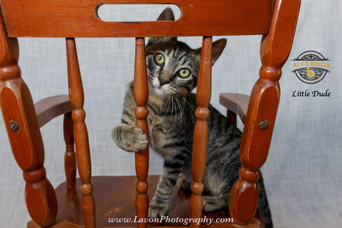 Photo 3 of Little Dude 2