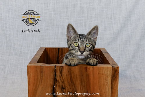 Photo 4 of Little Dude 2