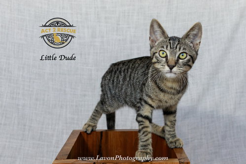 Photo 5 of Little Dude 2