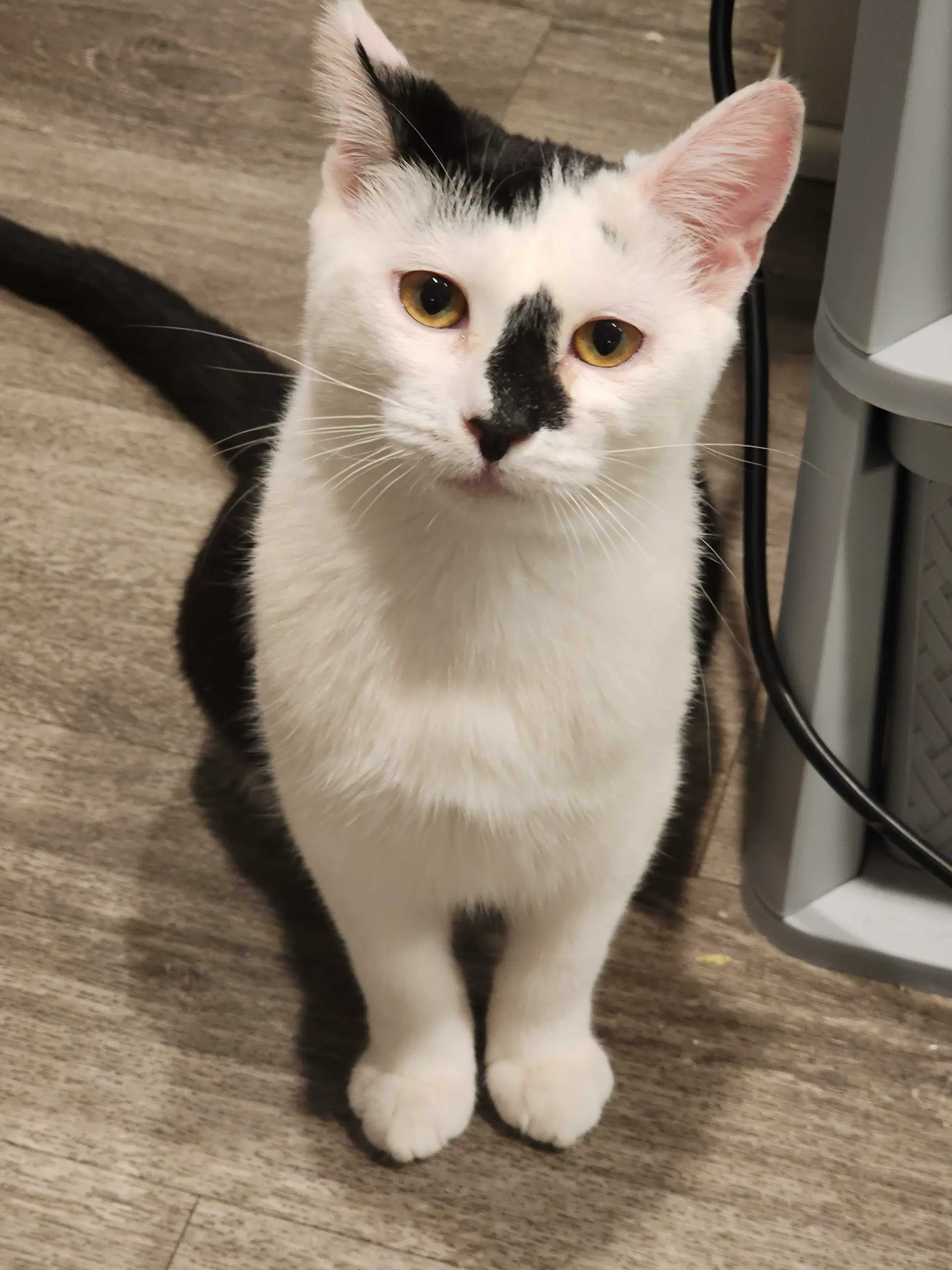 Cookie - Domestic Short Hair