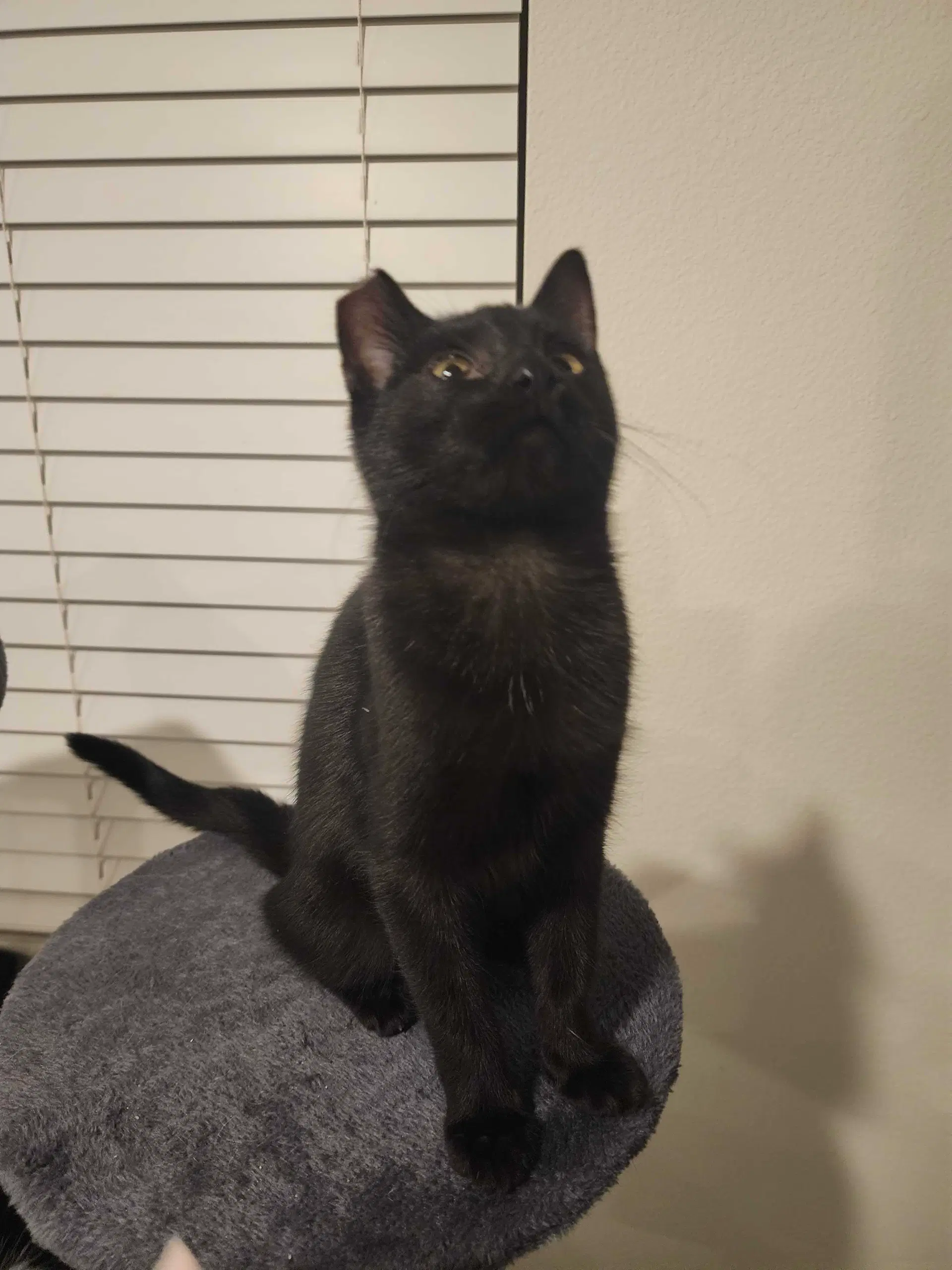 Pure - Domestic Short Hair