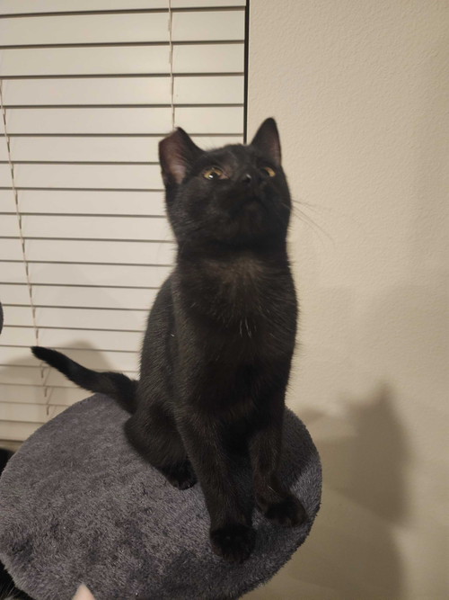 Pure, a cat for adoption from Act 2 Rescue