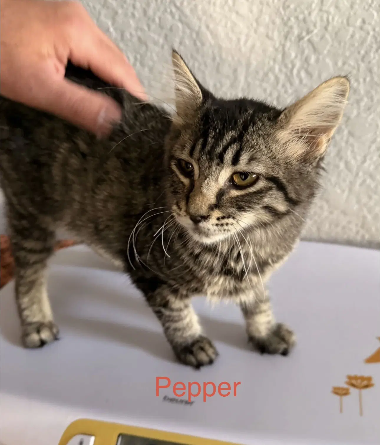 Pepper - Domestic Medium Hair