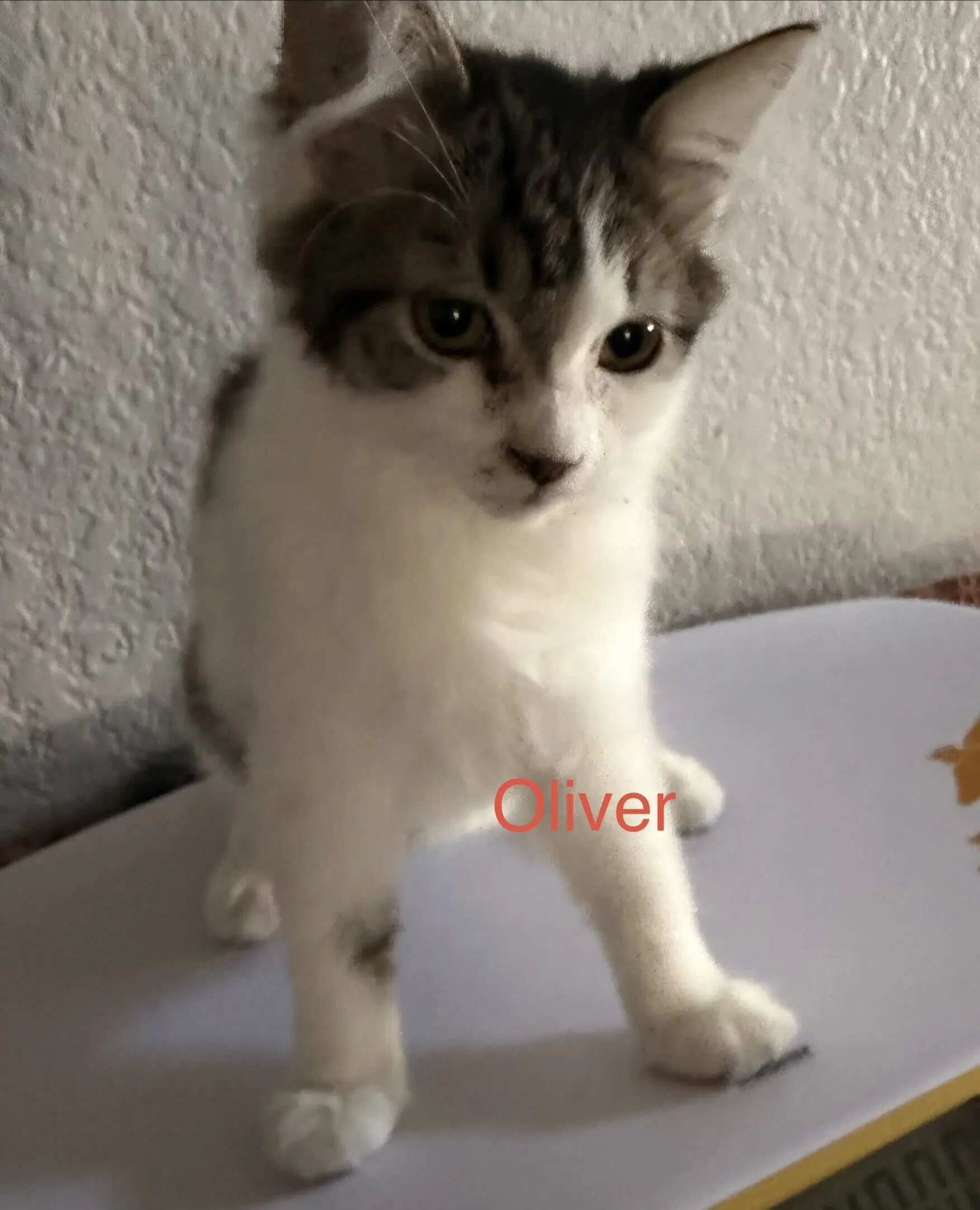 Oliver - Domestic Medium Hair