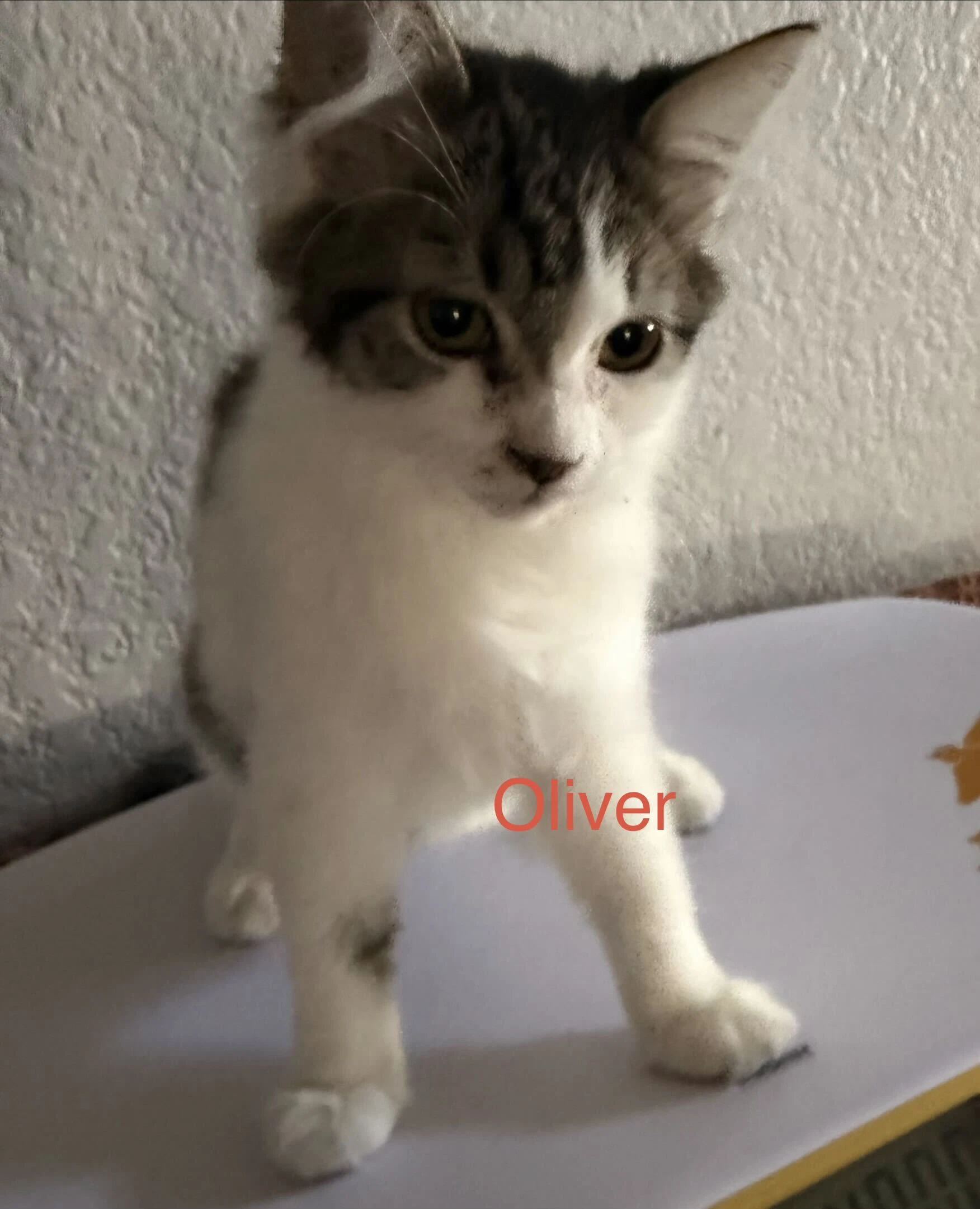 Oliver