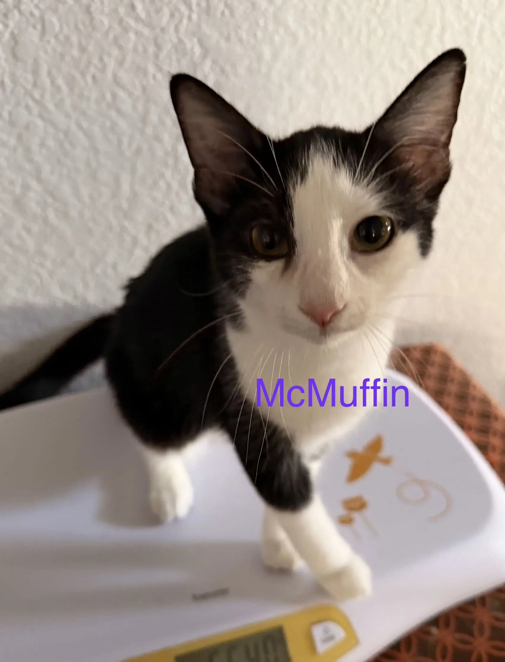 Mcmuffin - Domestic Short Hair