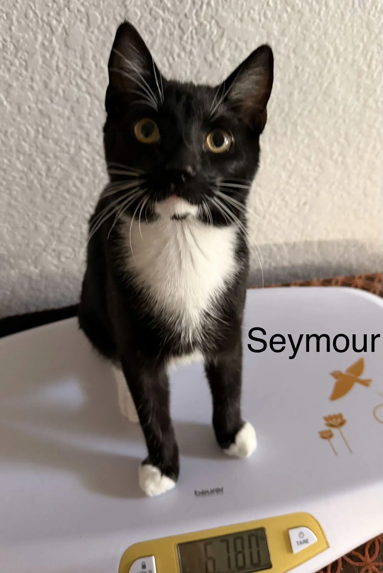 Seymour - Domestic Short Hair