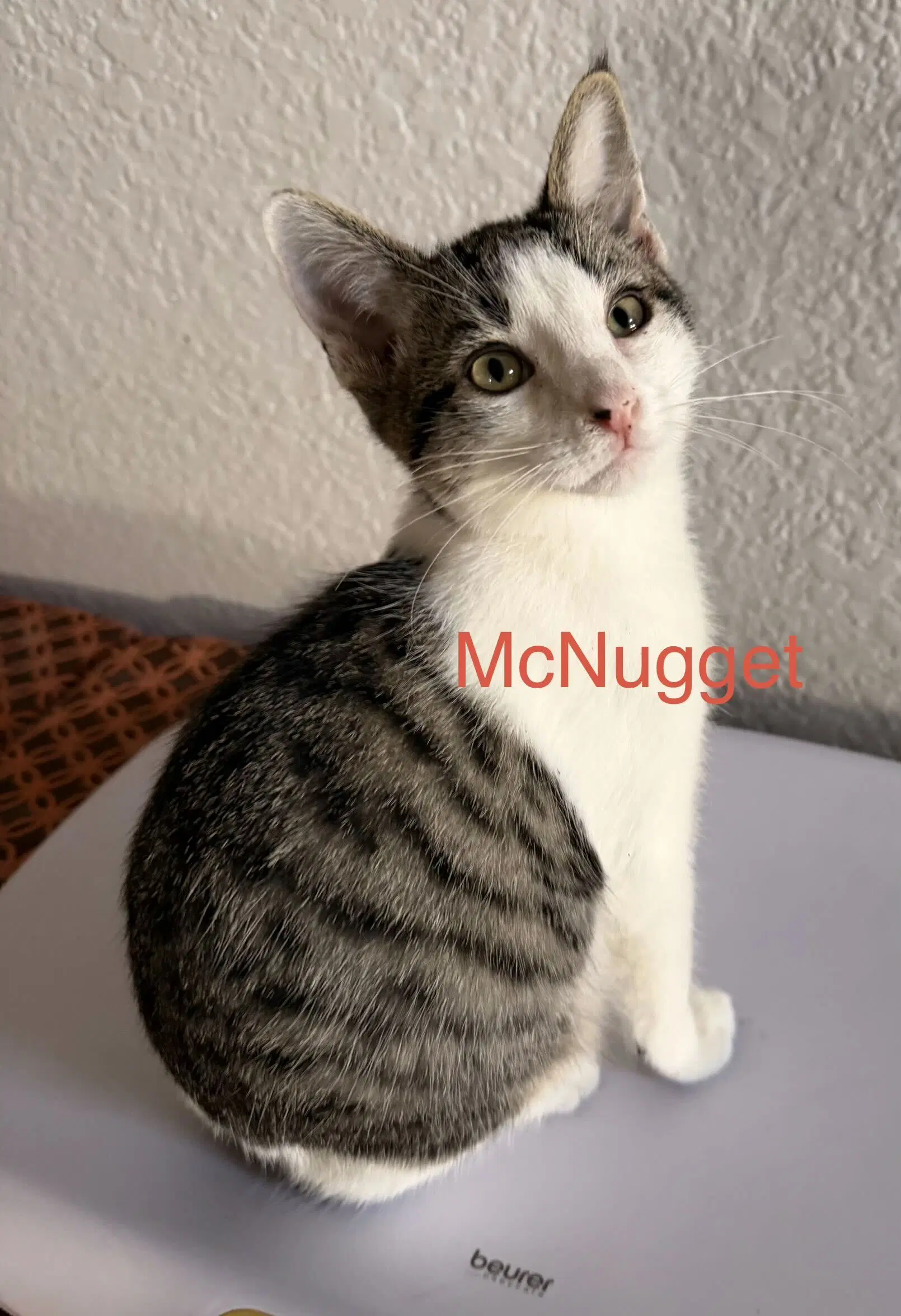 Mcnugget - Domestic Short Hair