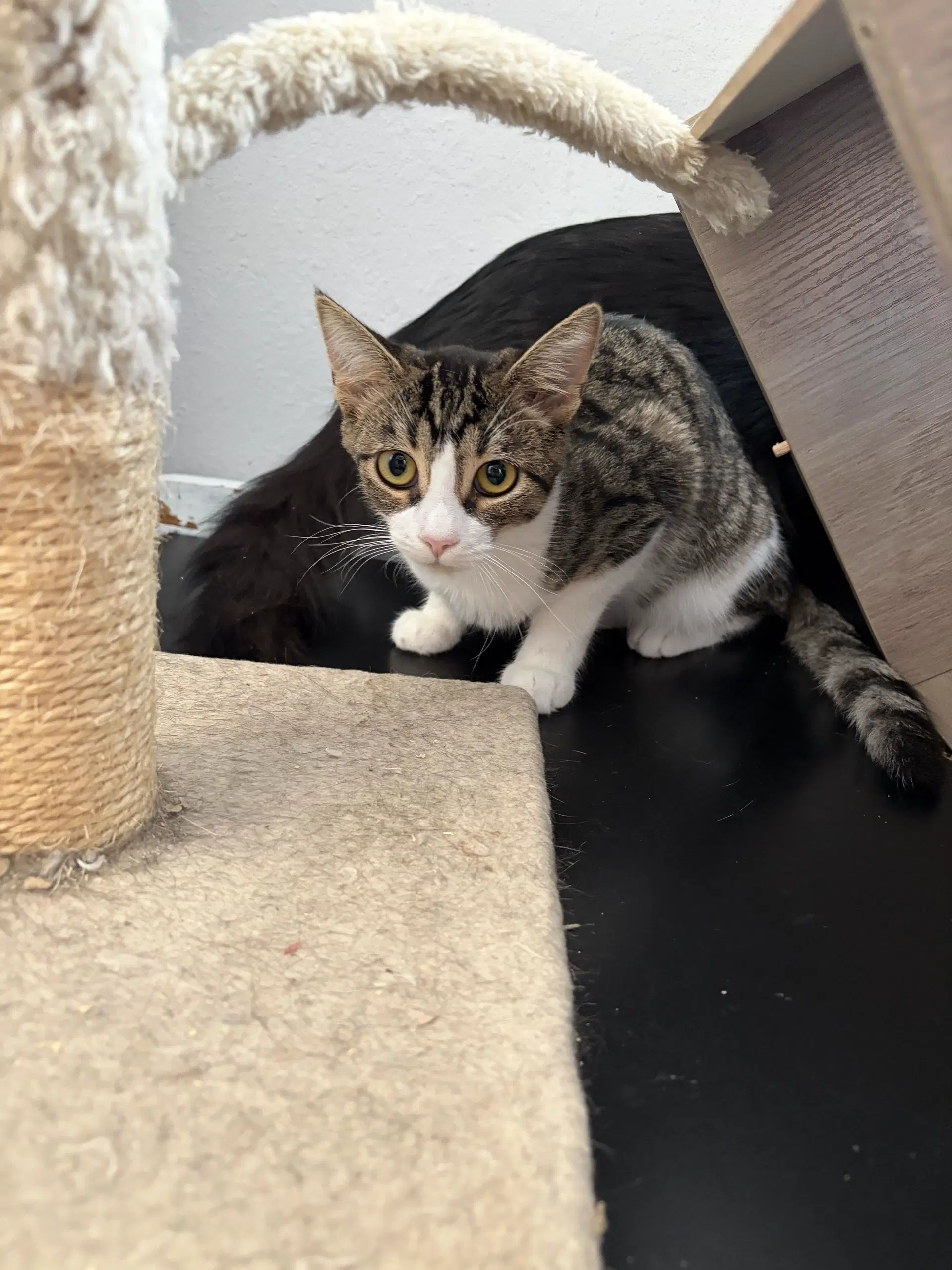 Fig - Domestic Short Hair