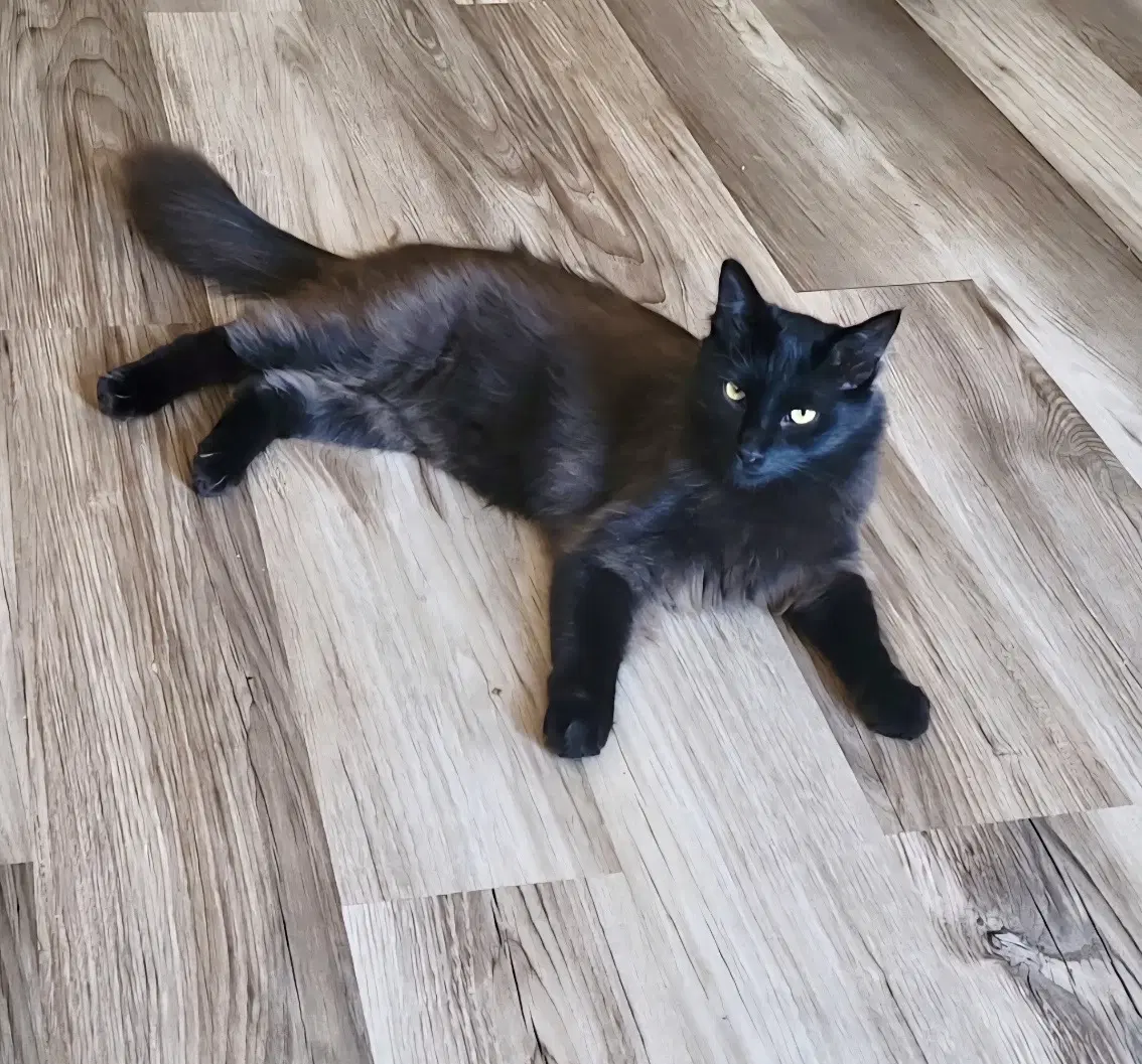 Chester - Domestic Long Hair