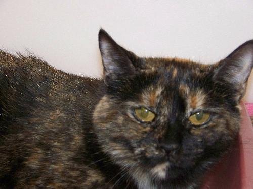 adoptable Cat in Westville, IN named Esperanza