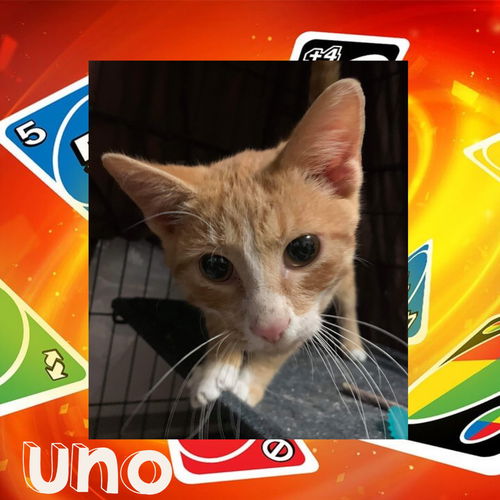 Uno