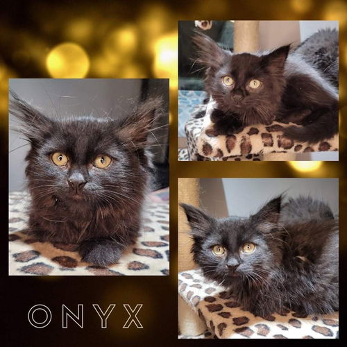 Onyx