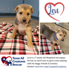 Levi