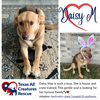 Daisy Mae
