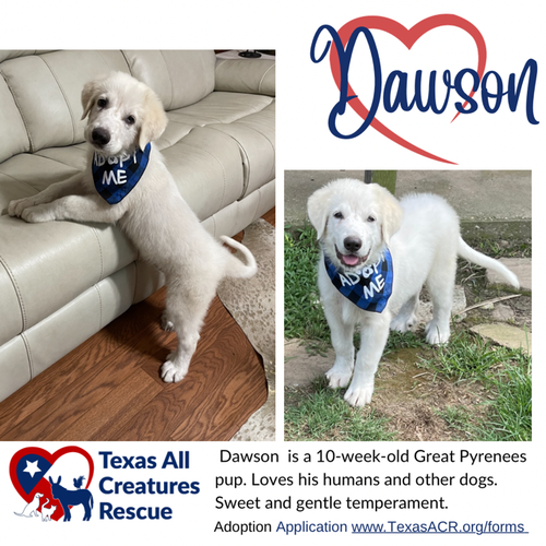 Dawson